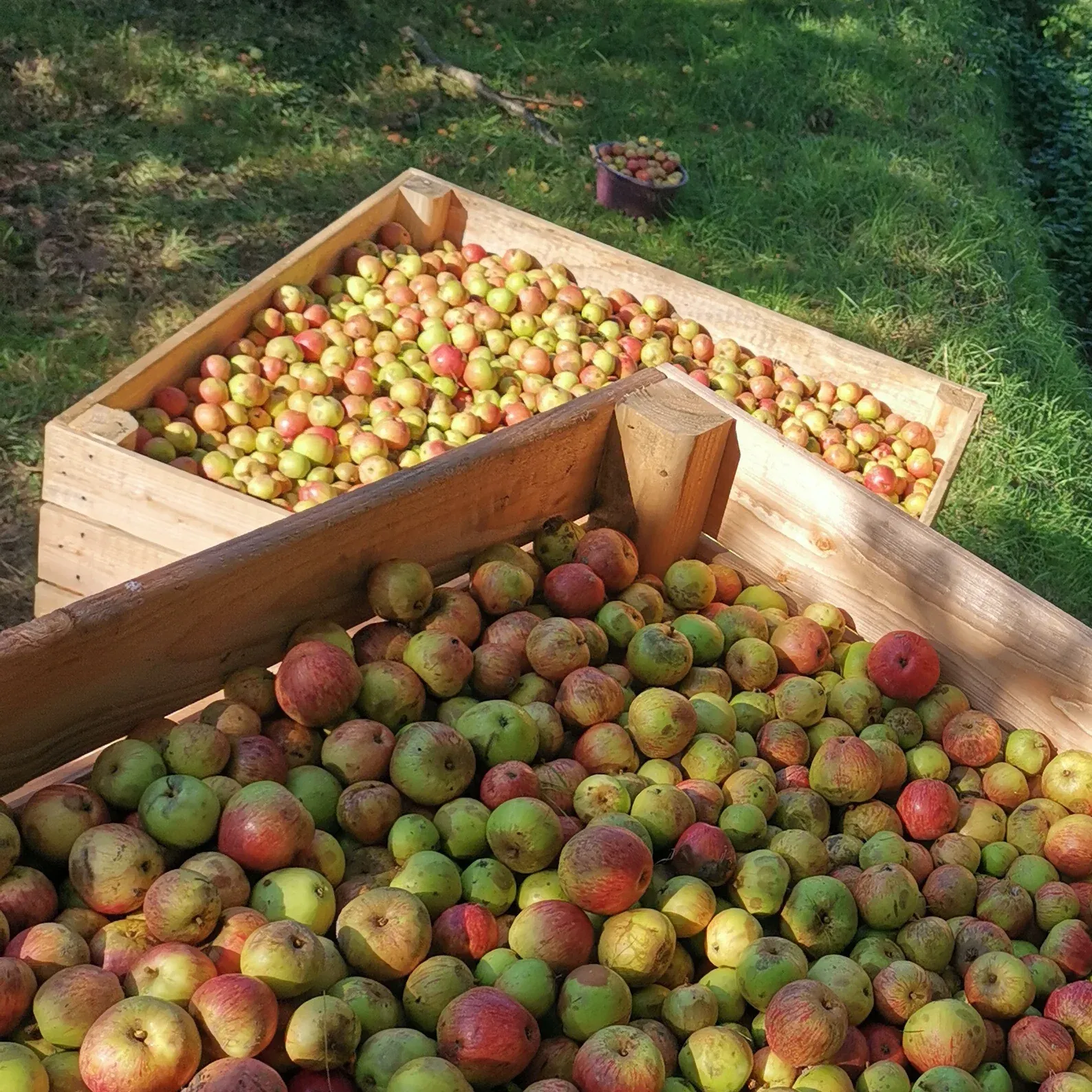 bouteille de Racines